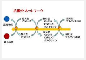 抗酸化ネットワーク2.png